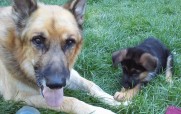 ARF's German Shepherd Rescue