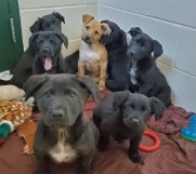 Dog and Cat Shelter