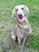Senior Moments Weimaraner