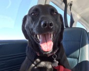Flying Fur Animal Rescue