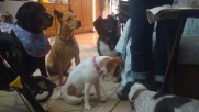 Sweet Strays Rescued Sweet Strays Rescued