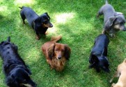 Furry Angels Dachshund Rescue